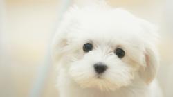 Wallpapers for Gt Of Cute Puppies in Hd