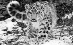 Download Full HD Wallpapers absolutely free for your pc desktop, laptop and mobile devices. Cute Snow Leopard hd wallpapers