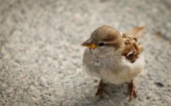 Cute Sparrow Pictures 38992
