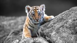 Cute Baby Tigers Wallpapers Widescreen 2 HD Wallpapers