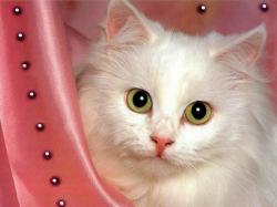 Cute White Cat Wallpapers