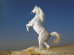 Beautiful Cute White Coloured Horse Pictures / Photos / Wallpapers