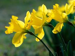 how to cut daffodils flowers