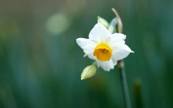 Pretty Daffodil Wallpaper 45405 1680x1050 px