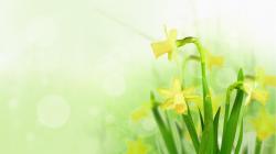 Daffodil Wallpapers Free Images Cool Flowers Hd 1920x1080px