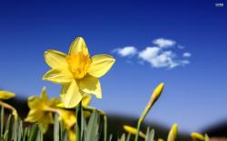 Daffodil wallpaper 2560x1600 jpg