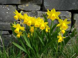 Daffodil Meaning of Flower Daffodils Flowers Meaning