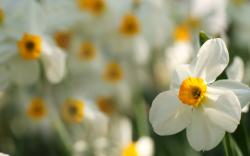 Daffodils Flowers Macro Focus Blur