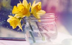 Daffodils Flowers Yellow Jar Water