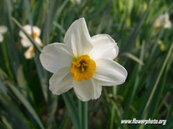 White Daffodil Flower; Daffodil Flowers