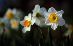 Daffodils Narcissus Flowers Wonderful Photo