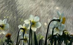 Daffodils rain