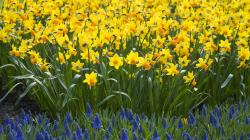 Flowers Download Nature Daffodils Wallpaper 1920x1080 Wallpoper Daffodil Flower HD Wallpaper | Garden | Pinterest
