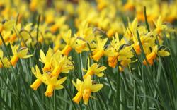Daffodils Yellow Many Field