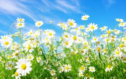 Daisies Flowers Hq Background 1920x1200