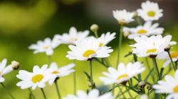 Awesome Daisies Wallpaper