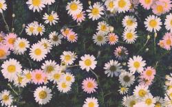 Download the following Lovely Daisy Wallpaper 45886 by clicking the orange button positioned underneath the "Download Wallpaper" section.