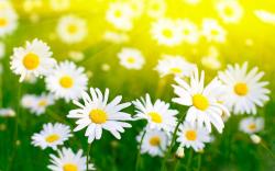 Flowers for Gt White Daisy Wallpaper 2560x1600px