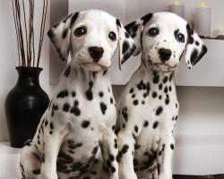 Couple Cute Dalmatian Puppies Pictures