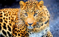 Dangerous jaguar