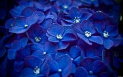 Dark Blue Flowers 4974