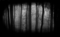 ... Dark Forest Wallpaper; Dark Forest Wallpaper