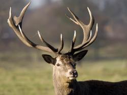 ... today when PGA commissioner Tom Finchem meets with Vijay Singh regarding the golfer's recent admission that he used the Ultimate Spray – a deer-antler ...