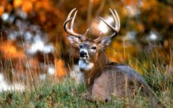 HD Wallpaper | Background ID:340535. 2560x1600 Animal Deer