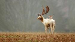 Deer latest hd wallpapers | Only hd wallpapers