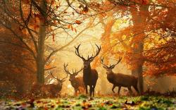 Deers Autumn Wallpapers Pictures Photos Images. «