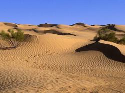 ... desert landscape plants ...