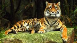 Tiger Desktop Backgrounds