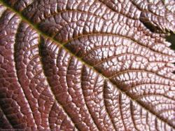shiny leaf detail