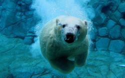 Diving Polar Bear