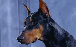 Service Dog Breeds: Doberman Pinscher - Anything PawsableAnything Pawsable