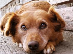 Dog Adoption - Petfinder