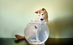 Dog Aquarium Fish