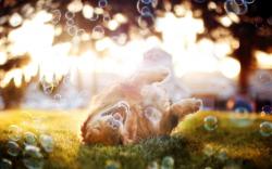 Dog Bubbles Summer