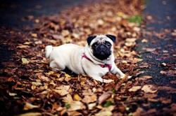 Pug, dog, fall, leaves