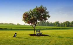 View: Trees Bench Earth Field Dog wallpapers and stock photos