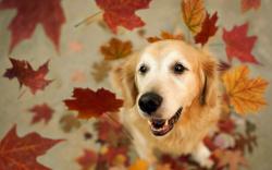 Dog Friend Leaves HD Wallpaper