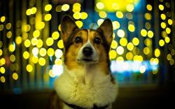 Dog Look Lights Amazing Photo