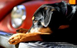 Dog Puppy Car Photo