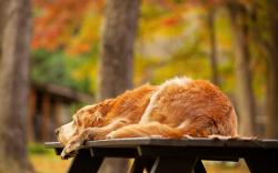 Dog Retriever Golden Nature Autumn