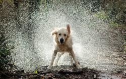 Dog Shake Water