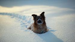 To set this Dog Snow Photography as wallpaper background on your Desktop, SmartPhone, Tablet, Laptop, iphone, ipad click above to open in a new window in ...