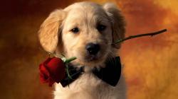 dog wallpapers flowers