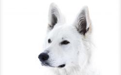 White Dog Snow Wallpaper Picture