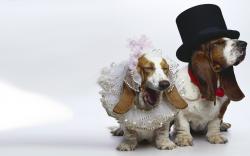 DOgs Just Married
