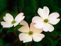 Wallpaper Information: Dogwood Flowers Picture 37241